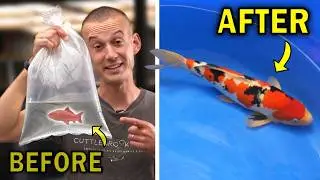 Can We Breed the World’s Most Expensive Koi Fish? (Documentary)