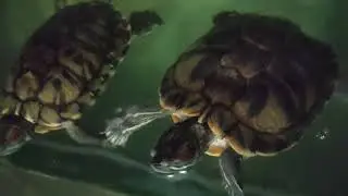 My big Redears slider Tratal tank update today