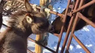 Chubbyhubby12 Vacation Out to the Farm!! Miniature Donkeys and Horses Too!! So Cute!!