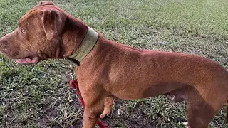 WHEN IS IT YOUR BLOODLINE ? (AUTHENTIC PITBULL TERRIERS)