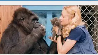 Koko, The ALS Loving Gorilla Dies At 46