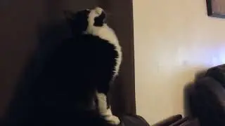 Mavis the chirper 