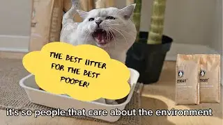 Аполлон учит КОТЯТЕЙ пользоваться туалетом и лотком! ETICAT+: легко ухаживать за Мяу-семьёй!