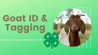 Goat ID