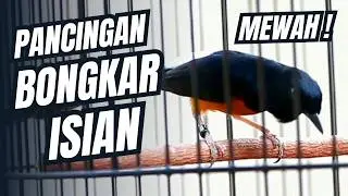 MURAI BATU GACOR FULL ISIAN TEMBAKAN MEWAH SANGAT AMPUH MELATIH MURAI BATU EMOSI BONGKAR ISIAN