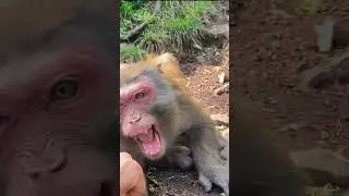 monkey king ll Monkey king frightened #shorts#reels#video#viral #trending