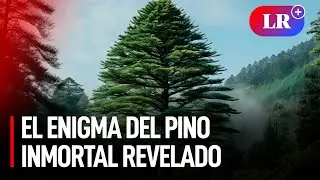 &ldquo;F&Oacute;SIL viviente&rdquo;: se REVELAN los SECRETOS DEL &Aacute;RBOL que SOBREVIVI&Oacute; a la ERA DE LOS DINOSAURIOS