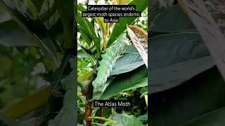 Atlas Moth Caterpillar! #forest #wildlife
