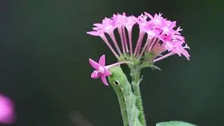 Tersa Sphinx Moth