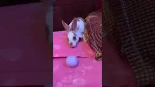 Bunny love playing with BALL🐰🐇#bunny #rabbit #football #shorts #shortsvideo #trending #mustwatch