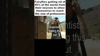 Fairyflies Ditching Their Nuclei To Get Smaller