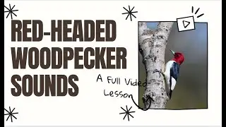 Red-headed Woodpecker Calls, Drumming, and Sounds