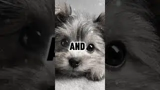 a dog will love you for a lifetime ❤️ &hearts;️ 💖 💗 💕 💓 ❤️ &hearts;️ 💖 🥹🥹🥹