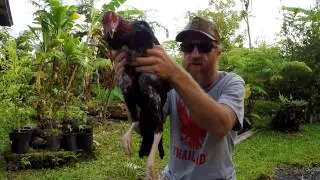 Homestead Hawaii
