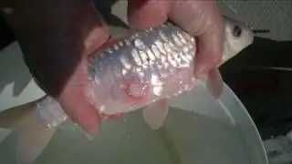 Costia on Japanese Koi Carp - ( HOW DOES IT LOOK LIKE )