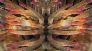 starseed animation - wildcat - ratatat