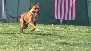 APBT 