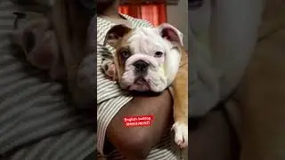 English bulldog male puppy for sale (8920196052)
