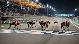 Robot dogs F1 Race