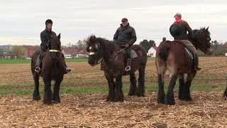 Belgian Draft Horses: the famous horse gallop around the 