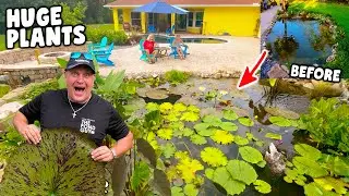 HUGE Plants. Pond Makeover