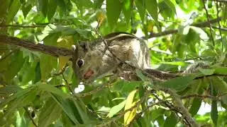 அணில் Indian Palm Squirrel Eating fruit rice, jumping, runing Three striped animal call sound #pets