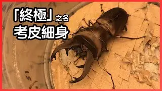 【新成蟲掘出】被冠以【終極】之名!! 【考皮細身】