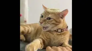 When you want a cat but have a comedian 😅 Funny Cats Videos 2025