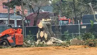 'Just disappointed' | City of Perry on why decades-old tree was cut down, despite prior statements