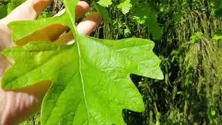 Quercus macrocarpa dub velkoplod&yacute;