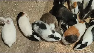 Rabbit baby or Genuine pics Sab sath mein kha rahe hain 🐰🦜🕊️