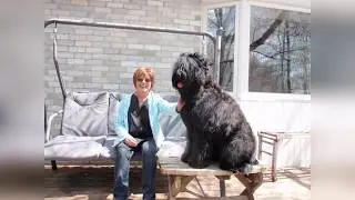 BRT Koda Midnight Solo Kennel_  Video Album