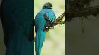 Quetzal Bird Facts #MindBlowingFacts #PetLovers #pets#Wildlife#AnimalTrivia #NatureLovers#funfacts