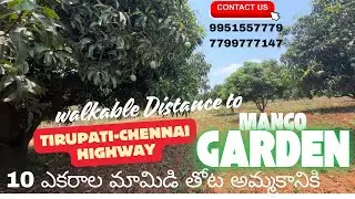 Mango Garden for sale 10acres , Tirupati-Chennai Highway #tirupati #chennai #mangogarden #farmland
