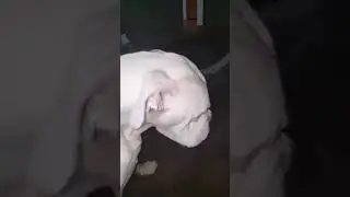 CBD oil saves the life of a dog with seizure