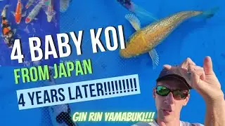 4 New Japanese Koi!!! Kodama Pop Up Koi SALE!! #KOI #nishikigoi #koipond #pond #japan #japanese #fyp