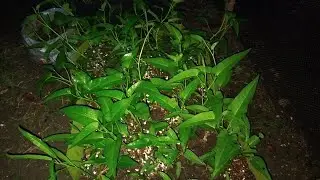 From Garden to Plate | Harvesting & Cooking Kangkong (Water Spinach)