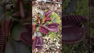 Dionaea 'Akai Ryu'