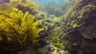 Cuba and the U.S. join forces to save the coral reefs