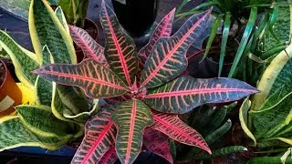 РАСТЕНИЕ КРОТОН И ЕГО ИДЕНТИФИКАЦИЯ #plantas #croton #plantasdecasa #plantaslindas