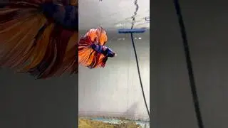 Nemo Candy (HM) #bettafish #bettatank #aquarium #tank #betta #fishaquarium #fishkeepinghobby
