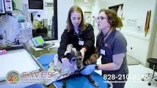 SAVES - 24/7 Emergency & Specialty Pet Care