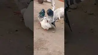 1 अनार 5 बीमार😁😂 #shorts #shortsfeed #pigeon #pigeonpose #vilogpigeon #like