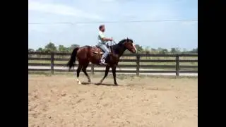 BIG STOUT RANCH HORSE