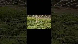 Commercial Grade LED Grow Lights | Flexstar 800W PRO