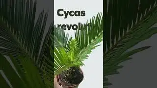 🌿Admin's Pick🌿: Cycas revoluta // Sago Palm #plant #houseplants #plants