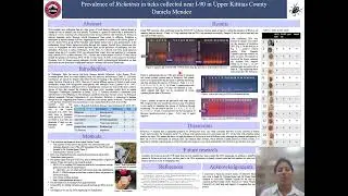 Prevalence of Rickettsia in ticks collected near I-90 in Upper Kittitas County