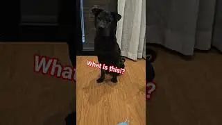 Christmas Gone Wrong ☠️☠️ #petsofyoutube #pets #christmas #cute #disaster #funny #dogshorts #puppy