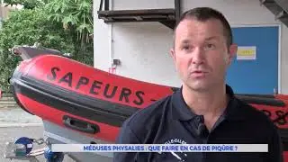M&eacute;duses physalies : que faire en cas de piq&ucirc;re ?