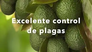 PESTOUT - MILDEW -  WEEDZAP  / SILVESTRE INTERNATIONAL COMPANY SICSAC